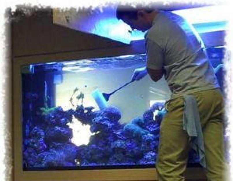 Как помыть стенки аквариума с рыбками. Пошаговый процесс чистки аквариума с рыбками в домашних условиях. Аквариум с пресной водой