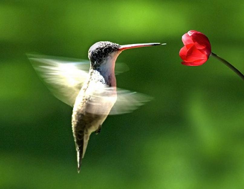 Какая птица может лететь хвостом вперед. Почему колибри может летать в обоих направлениях — и вперед, и назад? Что образуется в раковинах устриц